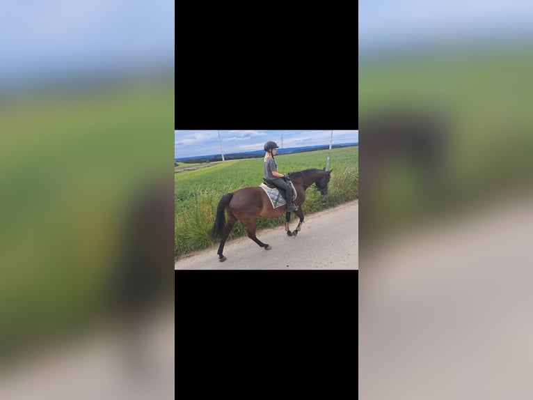 Trakehner Merrie 14 Jaar 162 cm Bruin in Homburg-Schwarzenbach