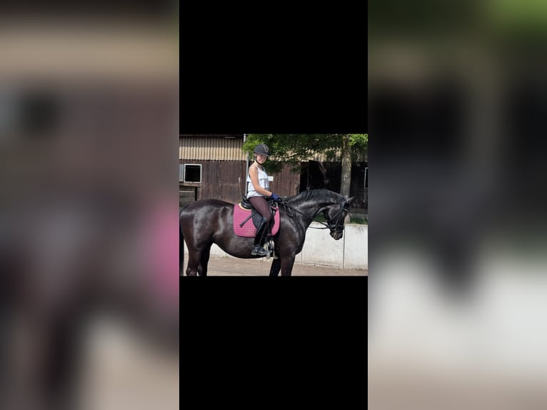 Trakehner Merrie 14 Jaar 162 cm Bruin in Homburg-Schwarzenbach