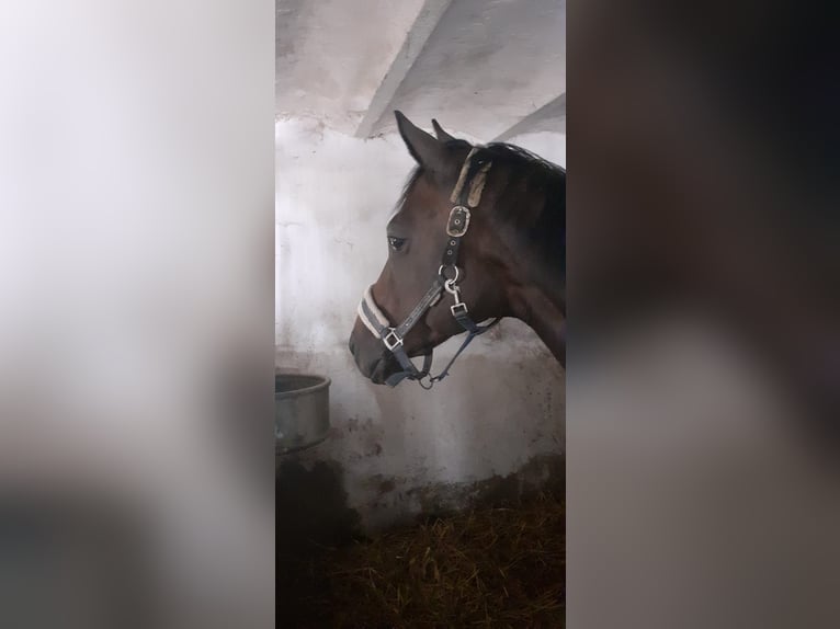 Trakehner Merrie 14 Jaar 164 cm Donkerbruin in Stadtlauringen