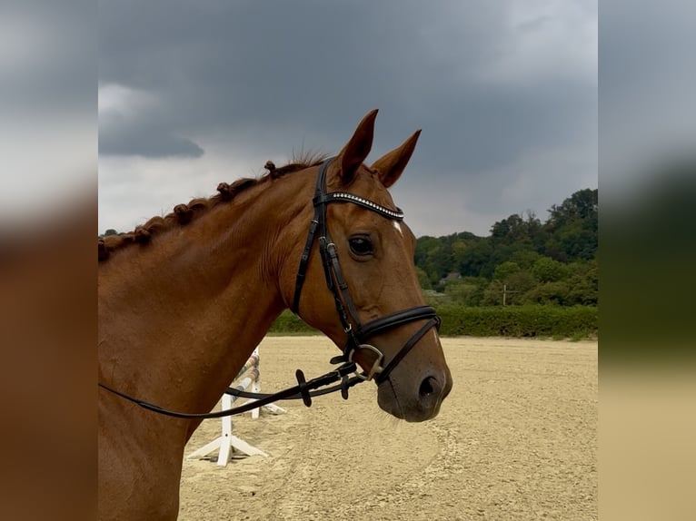 Trakehner Merrie 14 Jaar 164 cm Vos in Heiligenhaus