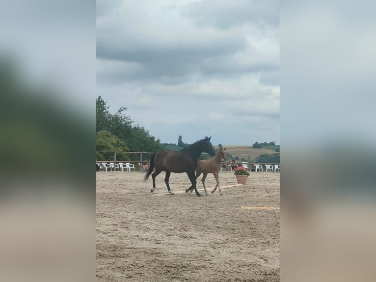 Trakehner Merrie 14 Jaar 166 cm Zwartbruin in Frankenthal