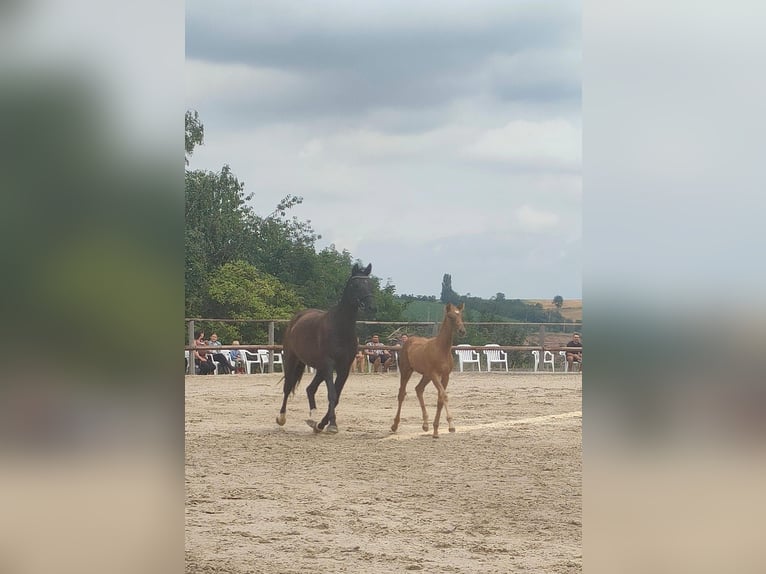 Trakehner Merrie 14 Jaar 166 cm Zwartbruin in Frankenthal