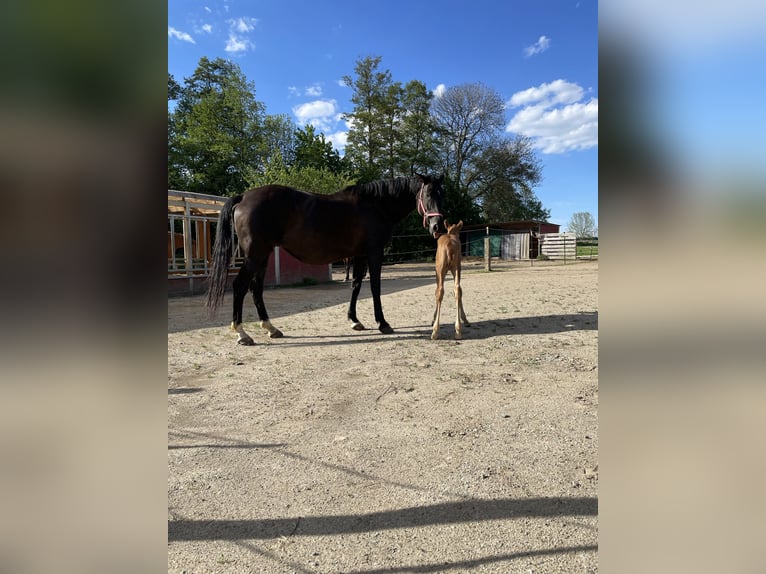 Trakehner Merrie 14 Jaar 166 cm Zwartbruin in Frankenthal