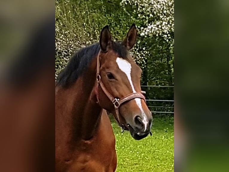 Trakehner Merrie 14 Jaar 167 cm Bruin in Schwäbisch Hall