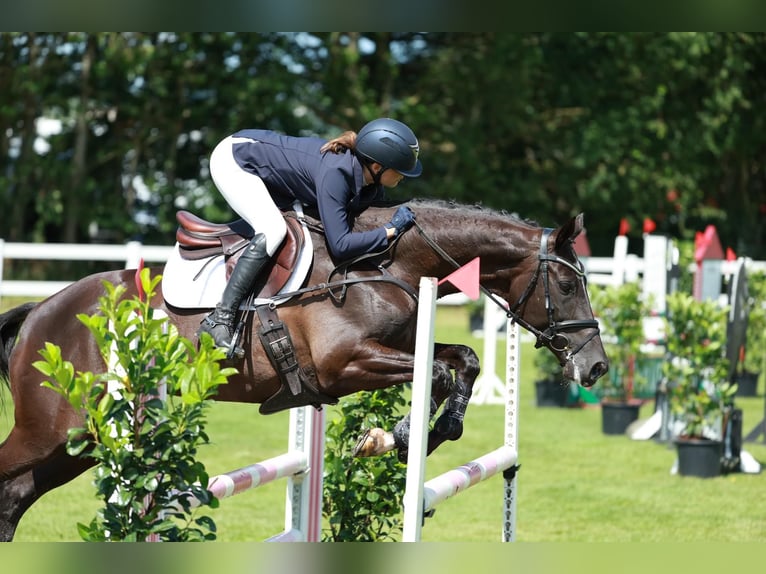 Trakehner Merrie 14 Jaar 167 cm Zwart in Brovst