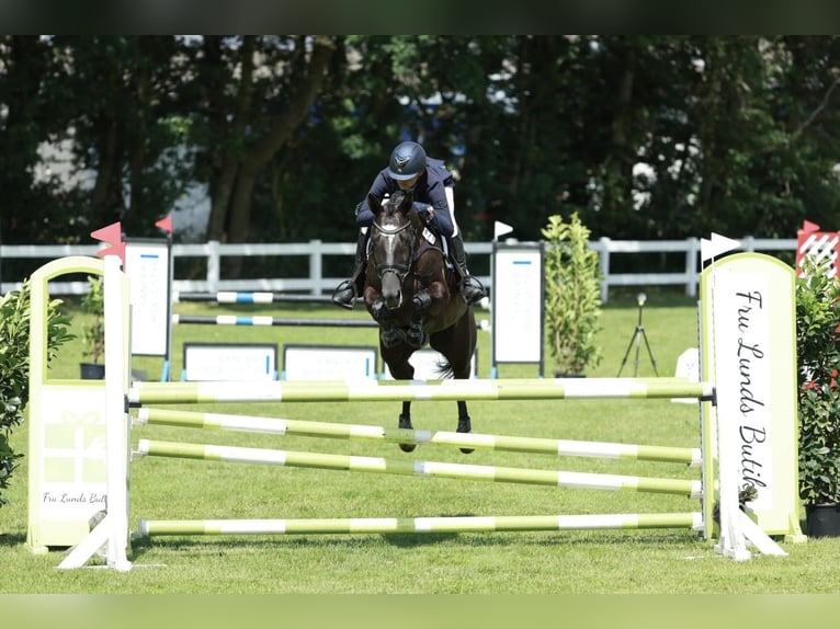Trakehner Merrie 14 Jaar 167 cm Zwart in Brovst