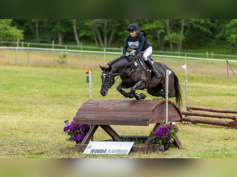 Trakehner Merrie 14 Jaar 167 cm Zwart in Brovst