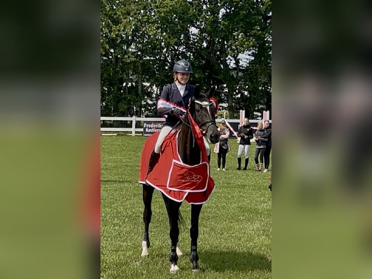 Trakehner Merrie 14 Jaar 167 cm Zwart in Brovst