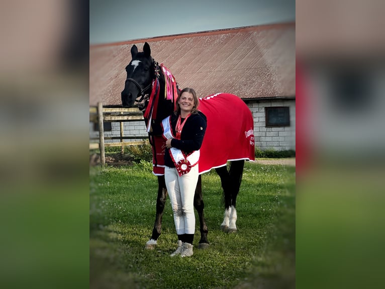 Trakehner Merrie 14 Jaar 167 cm Zwart in Brovst