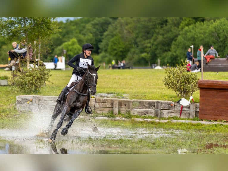 Trakehner Merrie 14 Jaar 167 cm Zwart in Brovst
