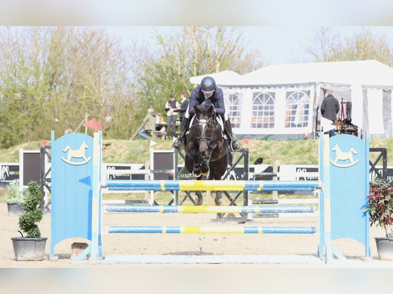 Trakehner Merrie 14 Jaar 167 cm Zwart in Brovst