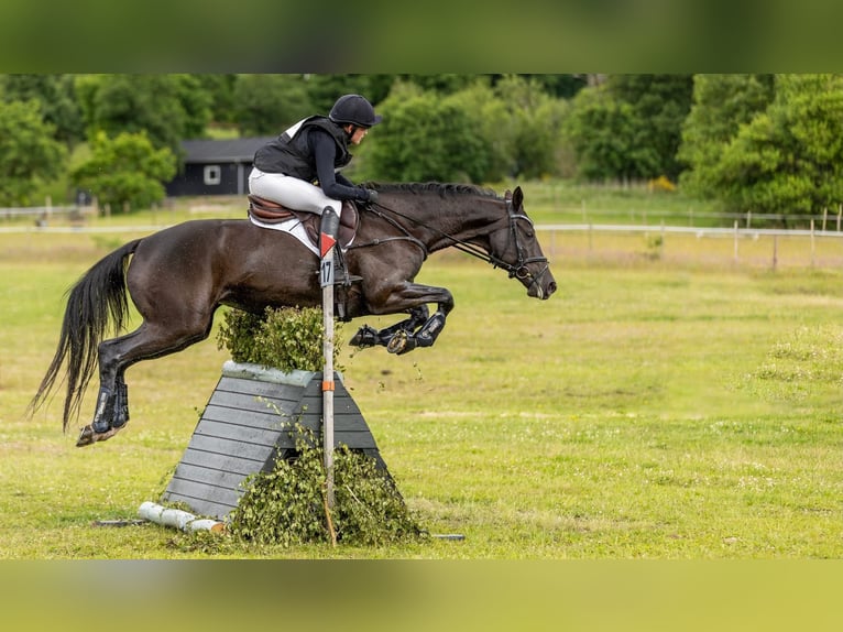 Trakehner Merrie 14 Jaar 167 cm Zwart in Brovst