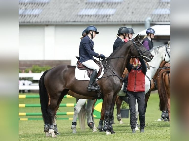 Trakehner Merrie 14 Jaar 167 cm Zwart in Brovst