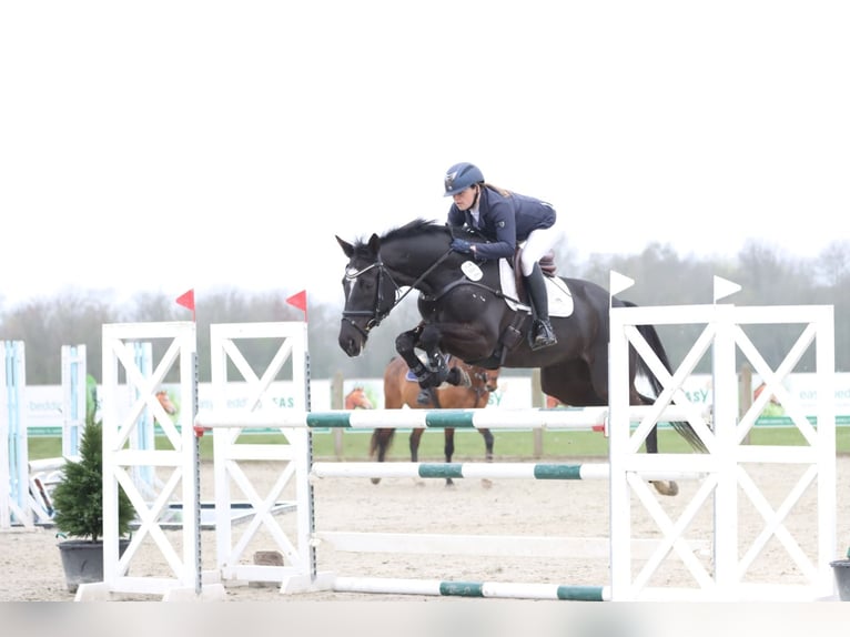 Trakehner Merrie 14 Jaar 167 cm Zwart in Brovst