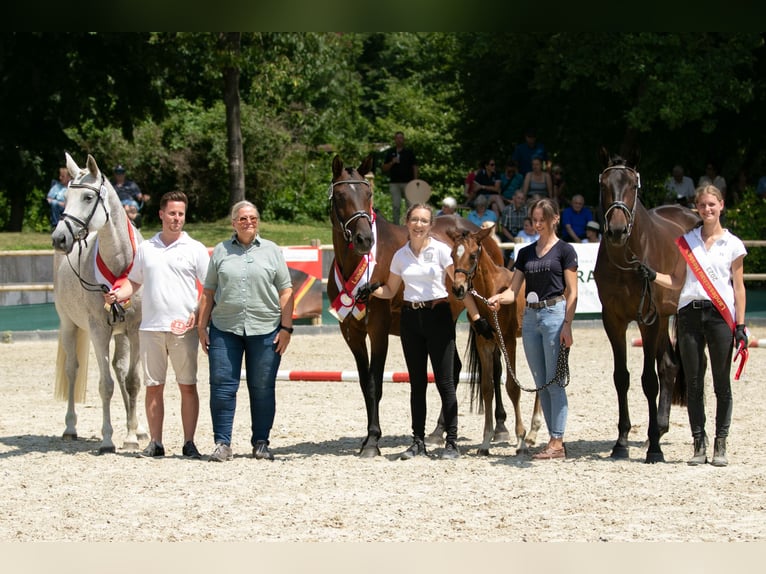 Trakehner Merrie 14 Jaar 168 cm Bruin in Wolfhagen