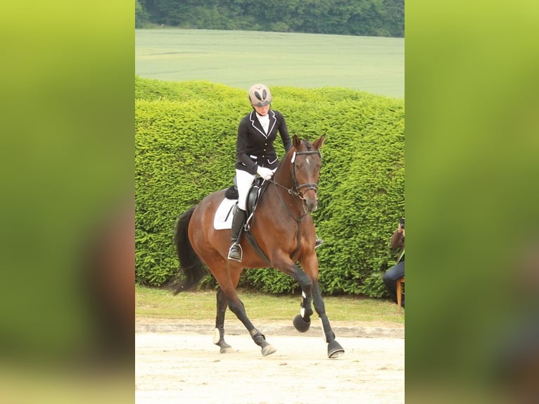 Trakehner Merrie 14 Jaar 168 cm Bruin in Wolfhagen