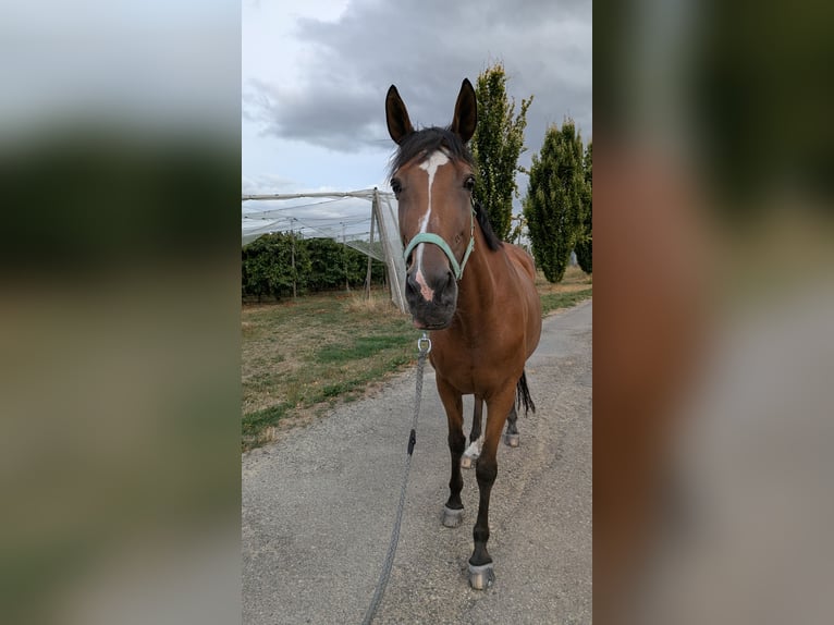 Trakehner Merrie 14 Jaar 168 cm Bruin in Oberwil BL