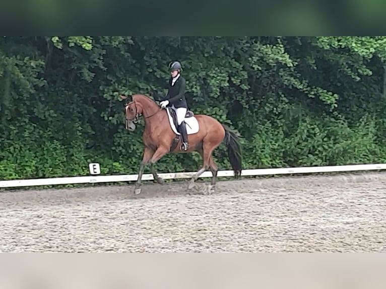 Trakehner Merrie 14 Jaar 168 cm Bruin in Oberwil BL
