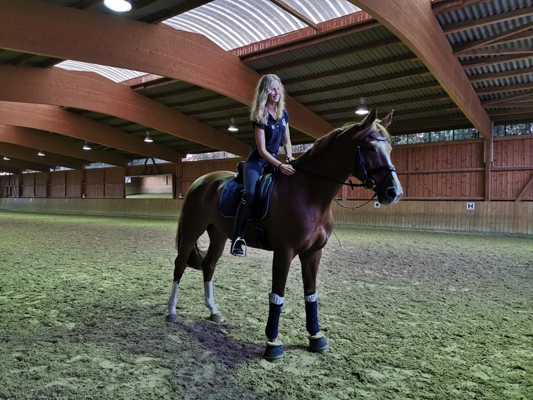 Trakehner Merrie 14 Jaar 170 cm Vos in Gevelsberg