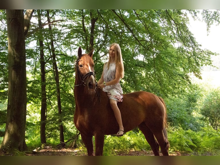 Trakehner Merrie 14 Jaar 170 cm Vos in Gevelsberg