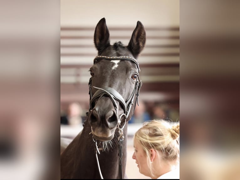Trakehner Merrie 14 Jaar 170 cm Zwart in Mücke