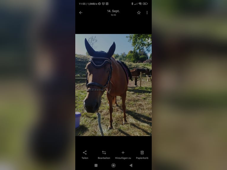 Trakehner Mix Merrie 15 Jaar 153 cm Vos in Katlenburg-Lindau