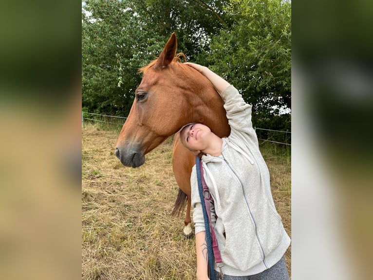 Trakehner Mix Merrie 15 Jaar 153 cm Vos in Katlenburg-Lindau