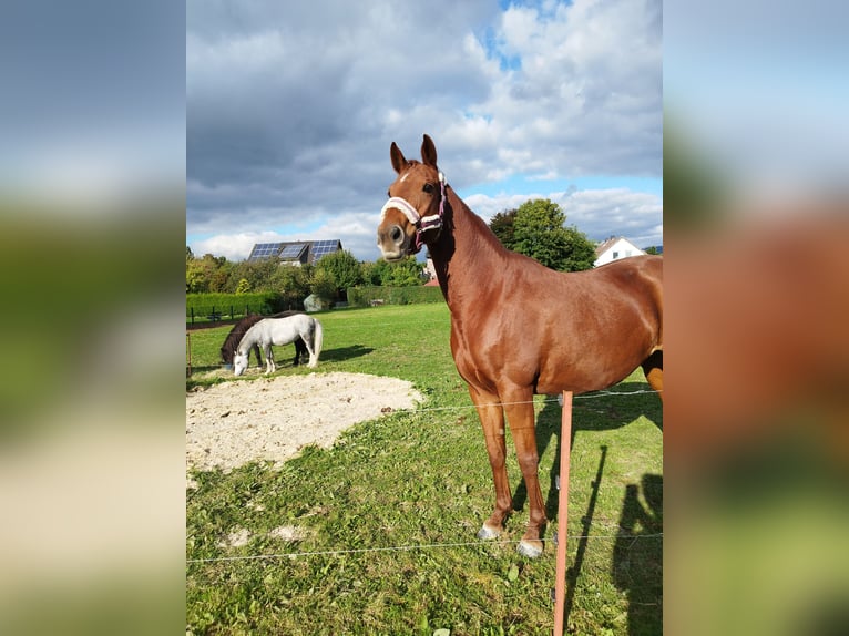 Trakehner Mix Merrie 15 Jaar 153 cm Vos in Katlenburg-Lindau