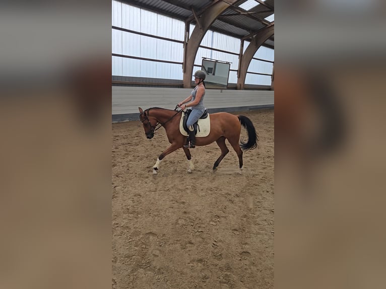 Trakehner Merrie 15 Jaar 156 cm Bruin in Ratekau