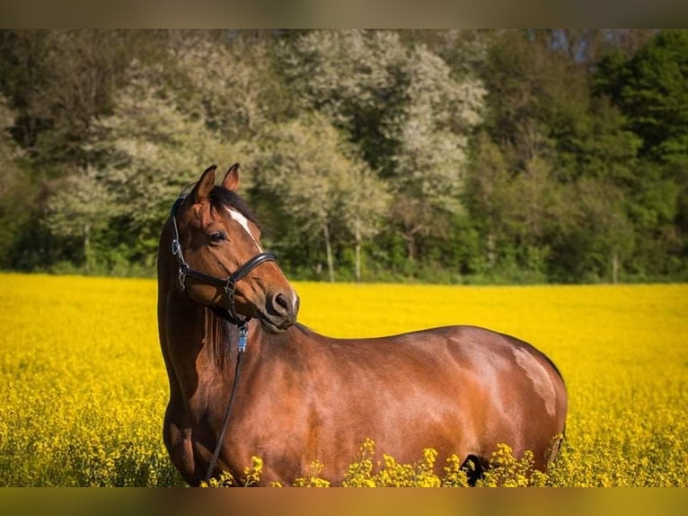 Trakehner Merrie 15 Jaar 160 cm Bruin in Eckental