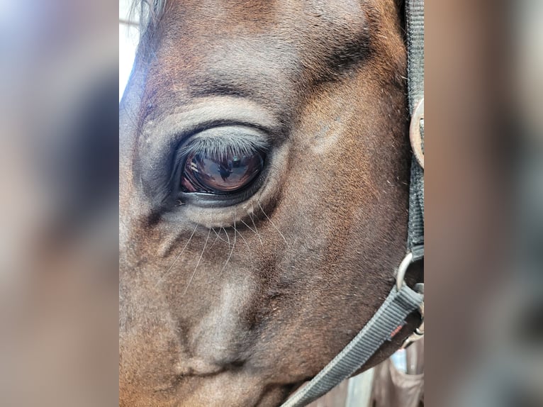 Trakehner Merrie 15 Jaar 163 cm Donkerbruin in Münster