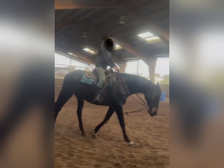 Trakehner Merrie 15 Jaar 163 cm Donkerbruin in Münster