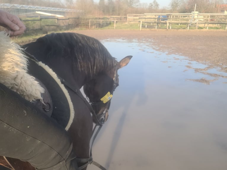 Trakehner Merrie 15 Jaar 163 cm Donkerbruin in Münster