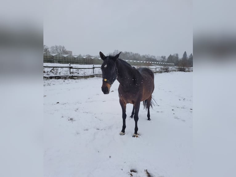 Trakehner Merrie 15 Jaar 163 cm Donkerbruin in Münster