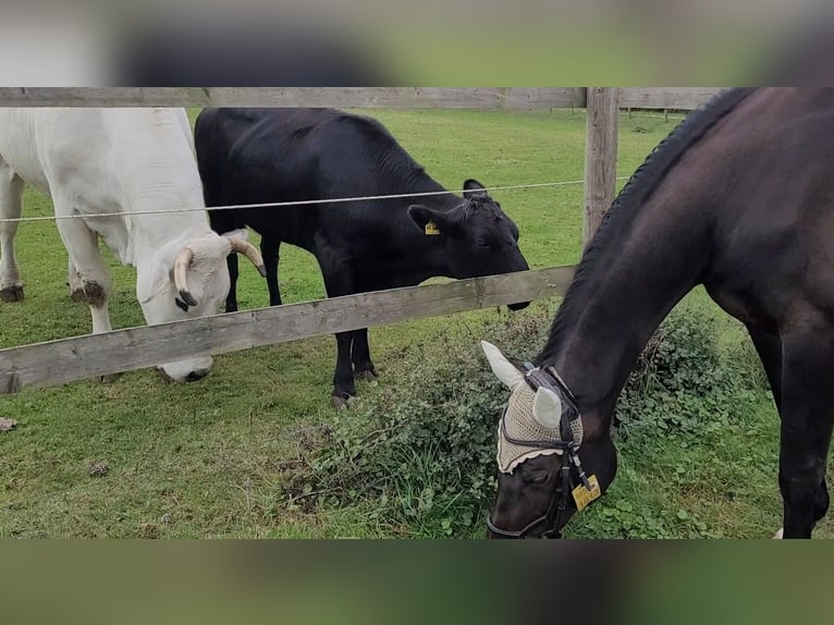 Trakehner Merrie 15 Jaar 163 cm Donkerbruin in Münster