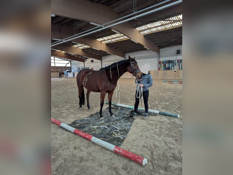 Trakehner Merrie 15 Jaar 165 cm Bruin in Speyer