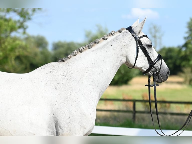 Trakehner Merrie 15 Jaar 166 cm Schimmel in Nottuln