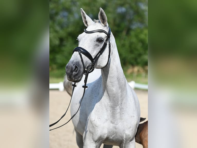 Trakehner Merrie 15 Jaar 166 cm Schimmel in Nottuln