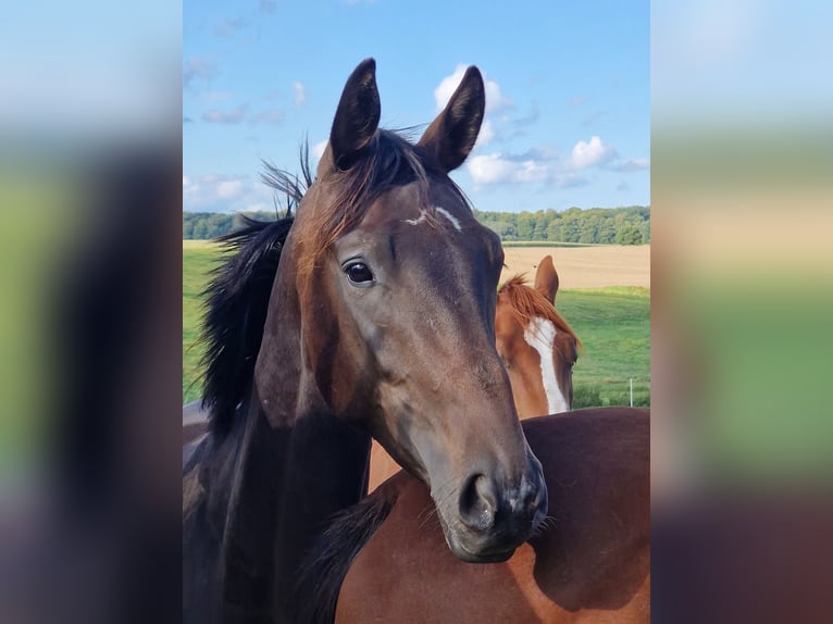 Trakehner Merrie 15 Jaar 168 cm Bruin in Bosau