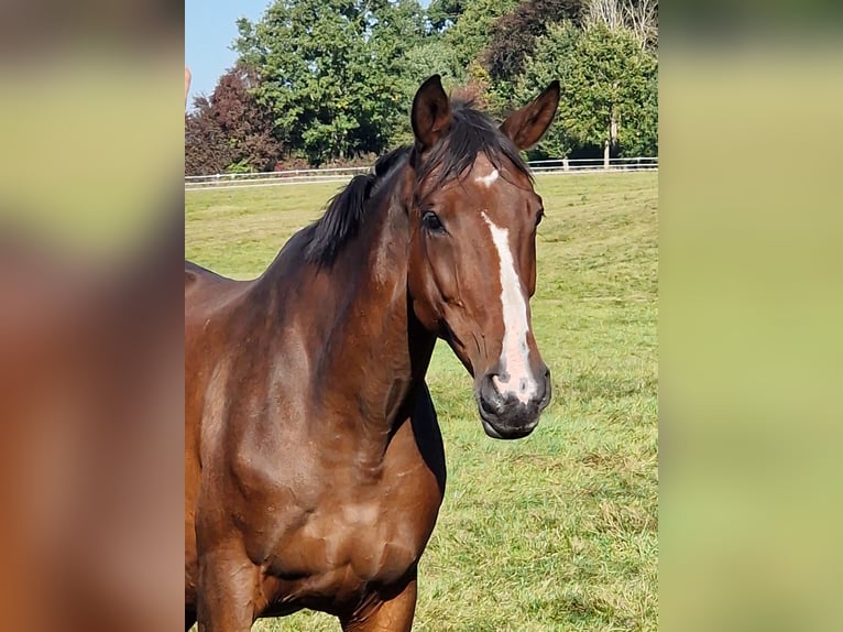 Trakehner Merrie 15 Jaar 168 cm Bruin in Bosau