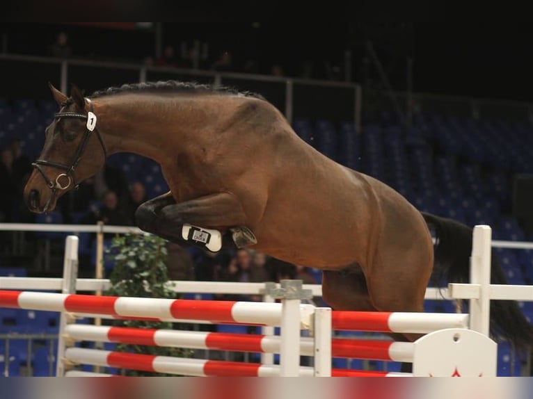 Trakehner Merrie 16 Jaar 162 cm Zwartbruin in Aytos