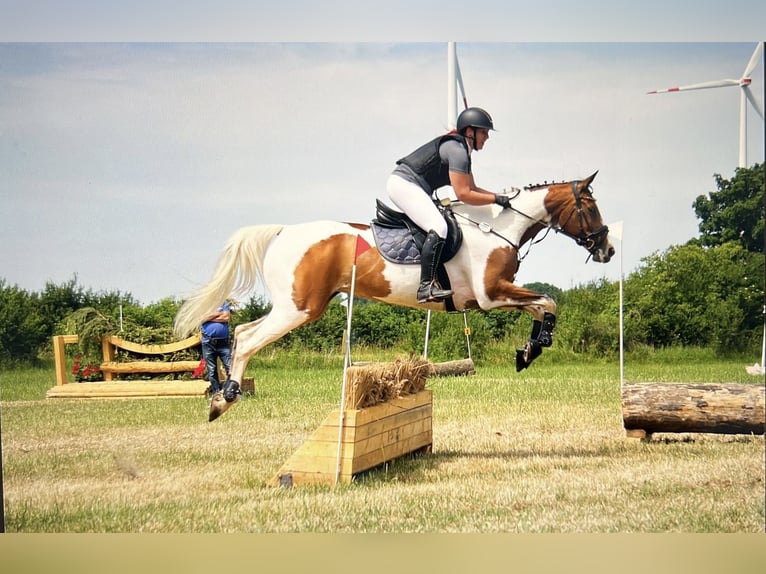 Trakehner Merrie 16 Jaar 166 cm Gevlekt-paard in Parkentin