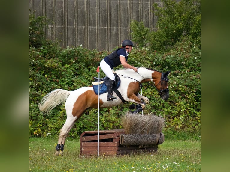 Trakehner Merrie 16 Jaar 166 cm Gevlekt-paard in Parkentin