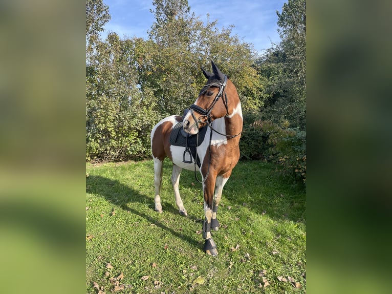 Trakehner Merrie 16 Jaar 166 cm Gevlekt-paard in Parkentin