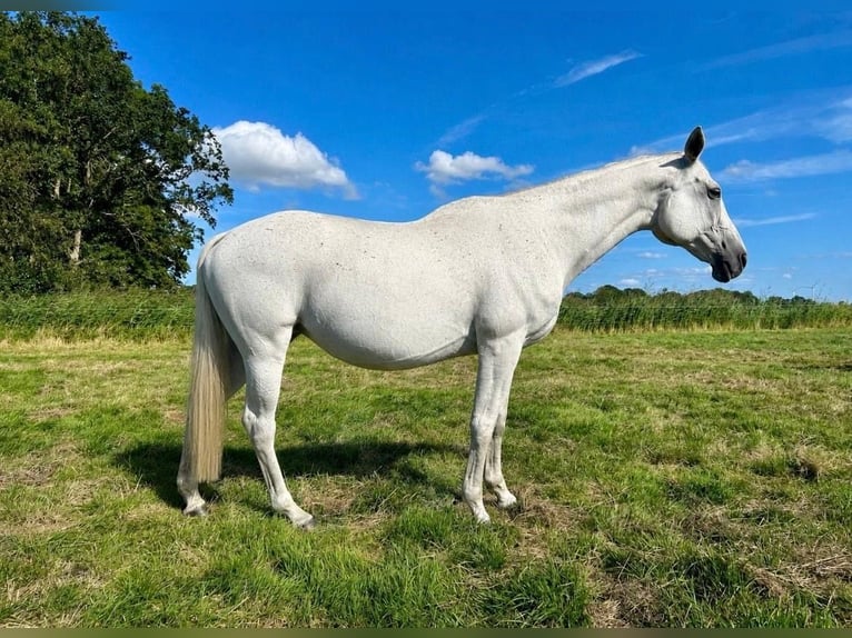 Trakehner Merrie 16 Jaar 166 cm Schimmel in Cuxhaven
