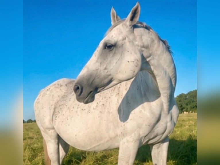 Trakehner Merrie 16 Jaar 166 cm Schimmel in Cuxhaven