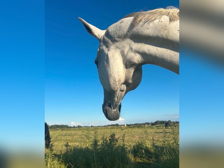 Trakehner Merrie 16 Jaar 166 cm Schimmel in Cuxhaven