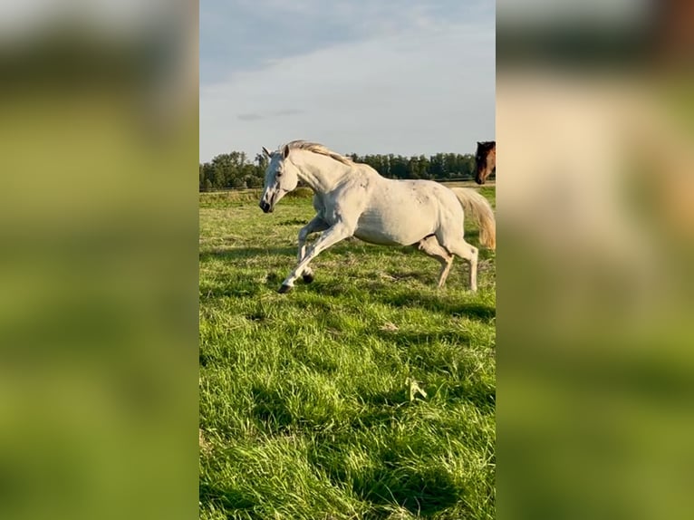 Trakehner Merrie 16 Jaar 166 cm Schimmel in Cuxhaven