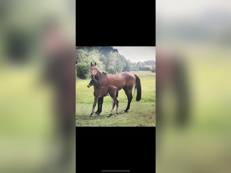 Trakehner Merrie 16 Jaar 168 cm Bruin in Hatzfeld (Eder)