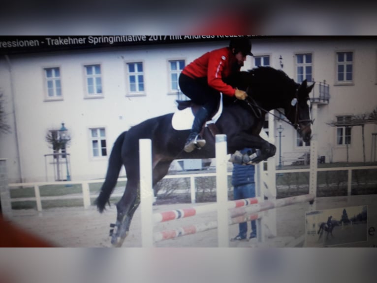 Trakehner Merrie 16 Jaar 172 cm Zwartbruin in Rheinberg